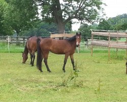 Pferd Cleo (Westfale, 2012, von Cristallo II)