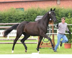 broodmare Picay (Westphalian, 2011, from Pacco II)