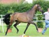 broodmare Silberfee (Westphalian, 2011, from Silbermond)