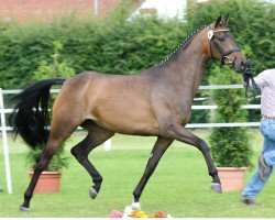 broodmare Silberfee (Westphalian, 2011, from Silbermond)