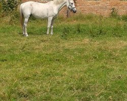 broodmare My Lady (German Riding Pony, 1997, from Mentos)