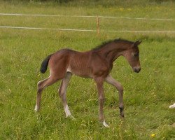 dressage horse Cosmopolitan (Hanoverian, 2014, from Christ)