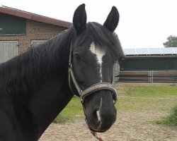 broodmare Samantha (Brandenburg, 2003, from Saccor)