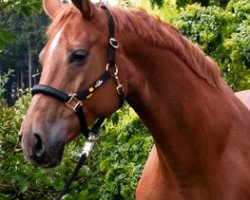 broodmare Red-Lady (Oldenburg, 1996, from Rubinstein I)