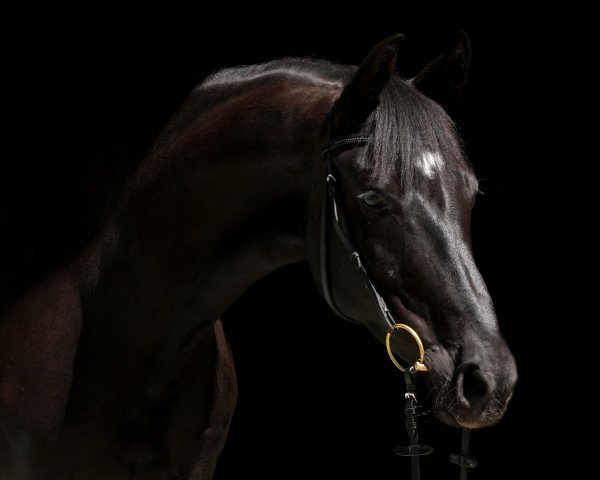 dressage horse Damina 17 (Hanoverian, 2007, from Depardieu 11)
