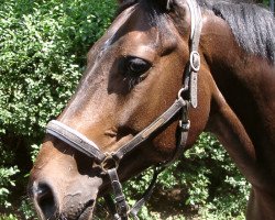 broodmare Fine Lady (Hanoverian, 1996, from Falkland)