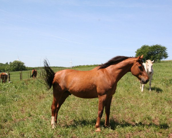 horse El Cid (Westphalian, 1997, from Ehrentusch)