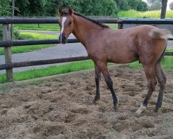 dressage horse Hengst von Dating AT (German Riding Pony, 2021, from Dating AT NRW)