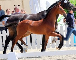 dressage horse Butterfly SE (Westphalian, 2021, from Baccardi’s Best)