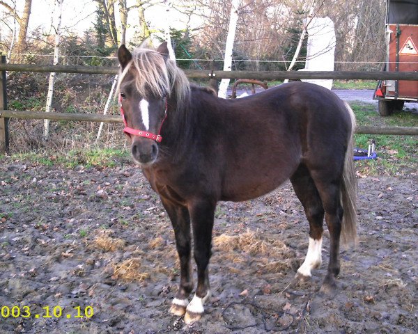 dressage horse Billy the Kid (Welsh-Pony (Section B), 2002, from Blethni Puck)