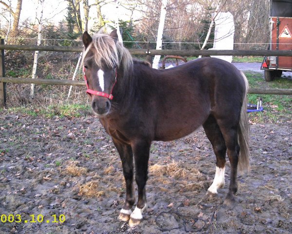 dressage horse Breakdancer (Welsh-Pony (Section B), 2002, from Blethni Puck)