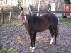 dressage horse Breakdancer (Welsh-Pony (Section B), 2002, from Blethni Puck)