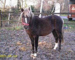 dressage horse Breakdancer (Welsh-Pony (Section B), 2002, from Blethni Puck)