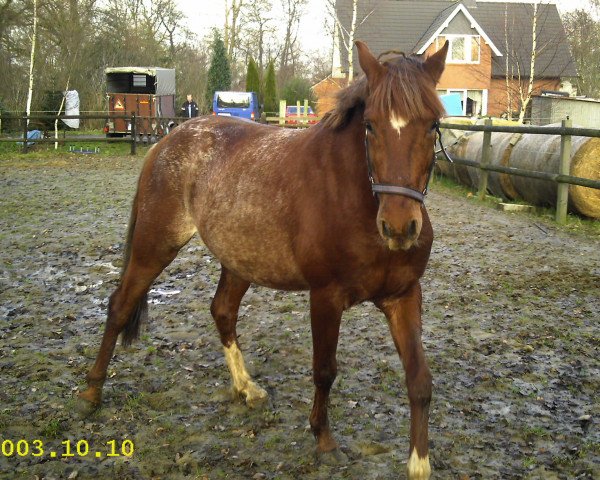 horse Daylight (German Riding Pony, 2002, from Davignon)