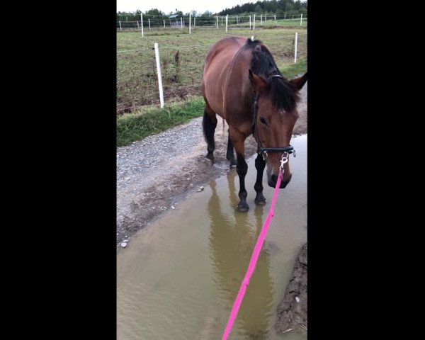 Video of Flicka