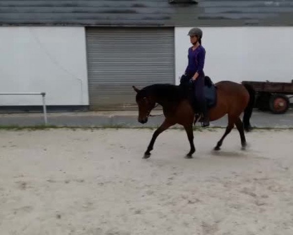 Video of Flicka