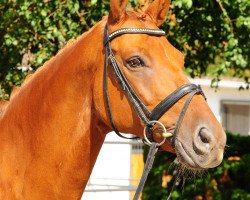 dressage horse Domani 8 (Hanoverian, 1994, from Davignon I)