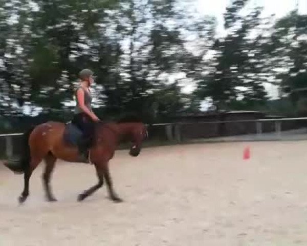 Video of Flicka