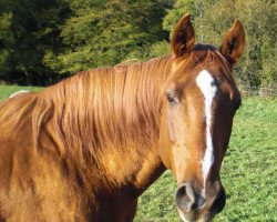 Pferd Sonnenstrahl (Trakehner, 1996, von Gold and Ivory xx)