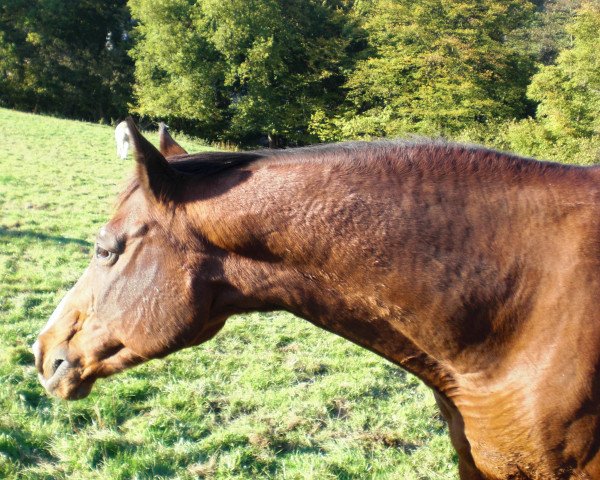 Dressurpferd Falstaff (Trakehner, 1990, von Caprimond)