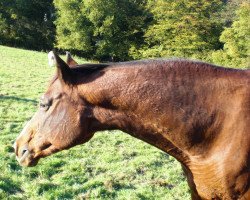 dressage horse Falstaff (Trakehner, 1990, from Caprimond)