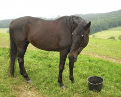 broodmare Lorett 24 (Trakehner, 1986, from Patron)