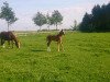 dressage horse 74 Stute von Franziskus (Westphalian, 2014, from Franziskus FRH)