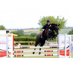 jumper Moonlight Lady 12 (German Sport Horse, 2006, from Dijon)