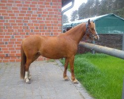 Zuchtstute Princess Polly I (Welsh-Cob (Sek. C), 2011, von Meteor)