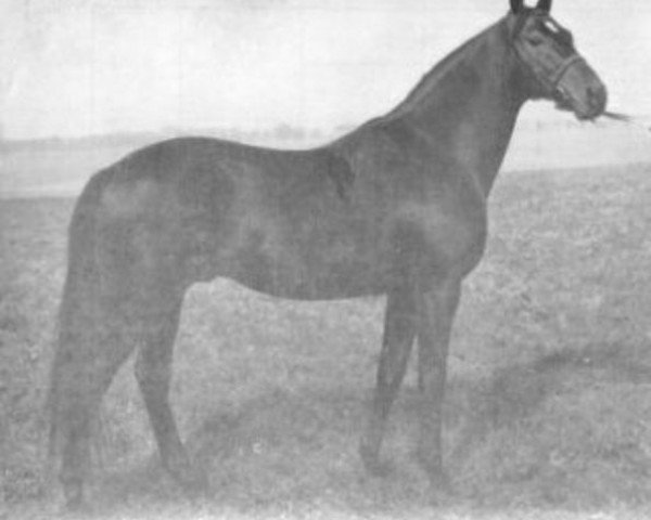 stallion Cejlon xx (Thoroughbred, 1957, from Deux-Pour-Cent xx)