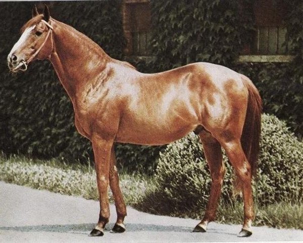 stallion Swashbuckler xx (Thoroughbred, 1950, from Ocean Swell xx)