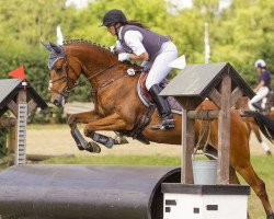 dressage horse Der kleine Nick 2 (Deutsches Reitpony, 2007, from Donauwind)