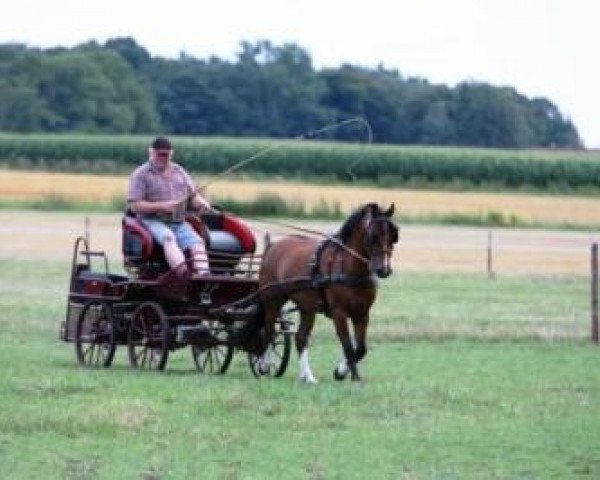 Pferd Blitz (Welsh Pony (Sek.B), 2007, von Three-B Bonheddwr)