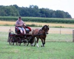 Pferd Blitz (Welsh Pony (Sek.B), 2007, von Three-B Bonheddwr)