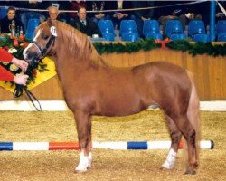 stallion Rian's Fleurop (Welsh mountain pony (SEK.A), 1985, from Vechtzicht's Lightfeet)