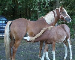 Zuchtstute Peggy (Welsh Pony (Sek.B), 1997, von Twylands Firecracker)