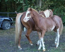 Pferd Timo (Welsh Pony (Sek.B), 2009, von Timesquare)