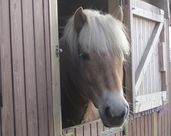 horse Beverly (Haflinger, 2006, from Sternwind)