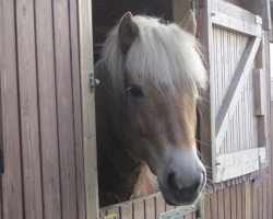 Pferd Beverly (Haflinger, 2006, von Sternwind)