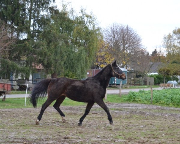 broodmare Komtesse IV (Trakehner, 1989, from Rockefeller)