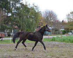 broodmare Komtesse IV (Trakehner, 1989, from Rockefeller)