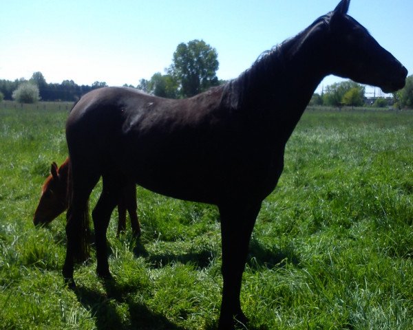 broodmare Donna Favola (Hanoverian, 2011, from Don Corazon)