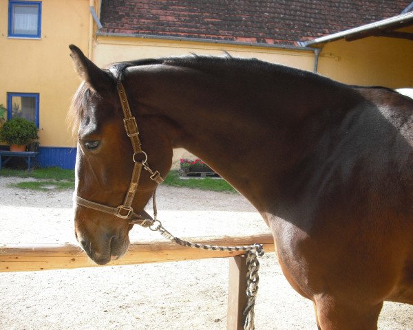 Pferd Goldy (Sächs.-Thür. Schweres Warmbl., 2003, von Geron)