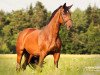 broodmare Gina 770 (Austrian Warmblood, 1995, from Garantie T)