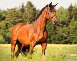 broodmare Gina 770 (Austrian Warmblood, 1995, from Garantie T)