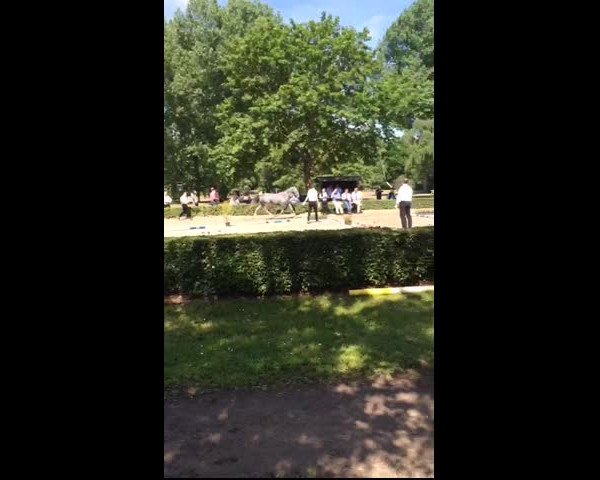 Video of Vanilla Sunshine