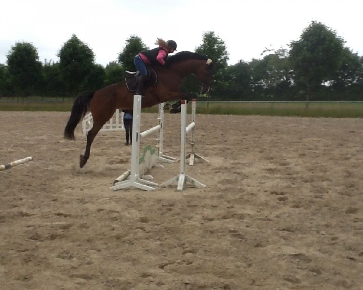 Springpferd Cinderella 681 (Westfale, 2008, von Cassus 2)