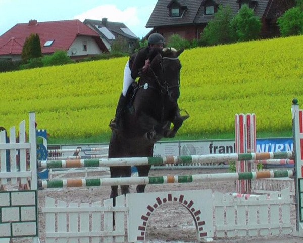 broodmare Stella 909 (Hanoverian, 2006, from Stakkato)