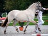 broodmare Magny (Fjord Horse, 2005, from Merlin)