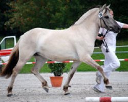 broodmare Magny (Fjord Horse, 2005, from Merlin)